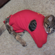 A cat wearing a jacket rolls around on a carpet.